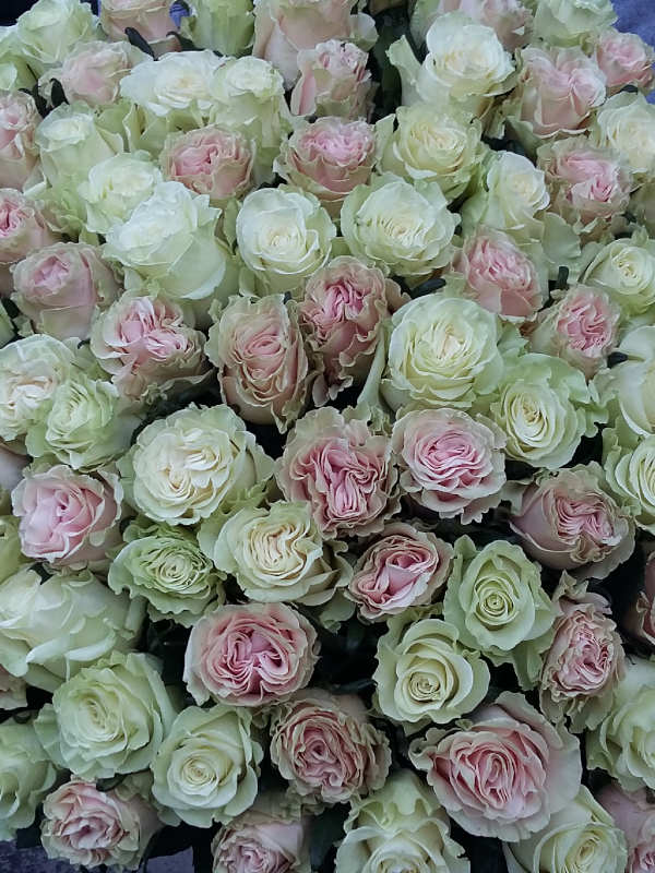 15 long white roses