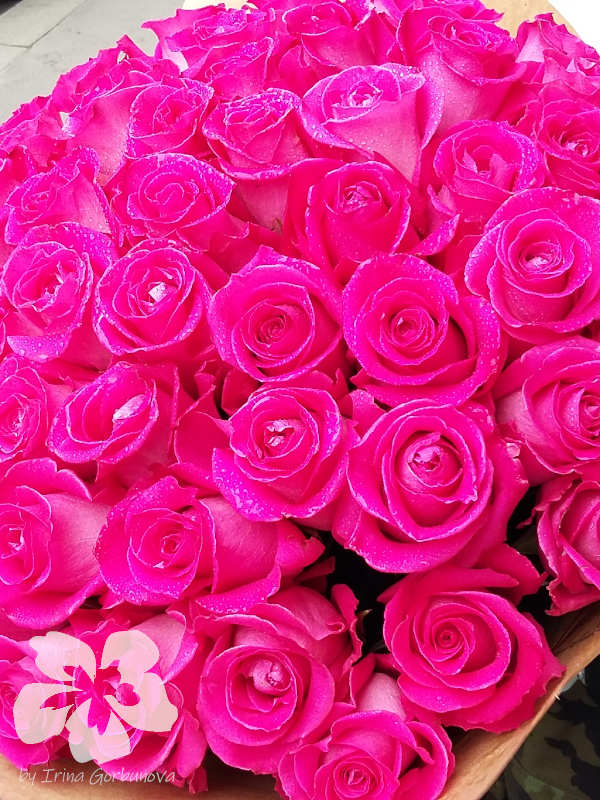 15 long dark pink roses